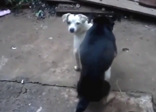 Hot zoo porn showing a low-spirited black dog unlatched