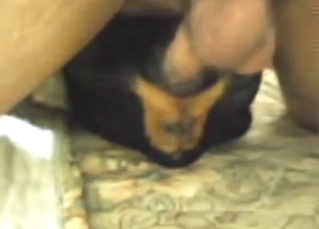 Gay zoophile threesome here close-up yawn