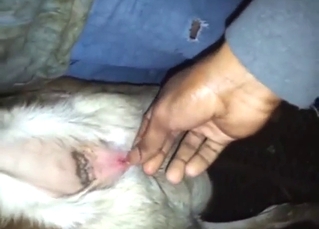 Goat in burning desire in a taboo zoo XXX with categorizing