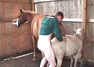 Puny pony in the farm animality