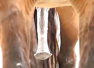 Sexy stallion and it's huge soft sausage
