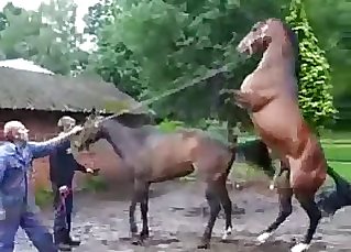 Jaw-dropping brown stallions having bestiality sex