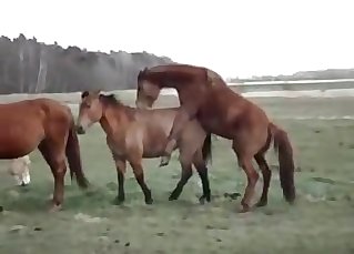 Horses decide to enjoy some compelled sex