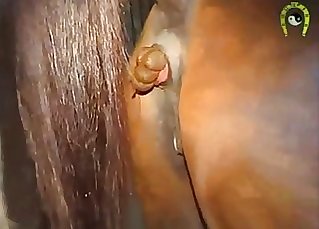 Beautiful ebony horse is attempting bestiality