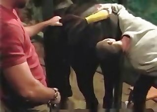 Asshole of a pony licked by a male