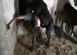 This teen pony bangs like a porn actor