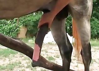 Horse got seduced and fucked in awesome animal XXX