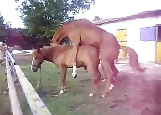 Horses porno