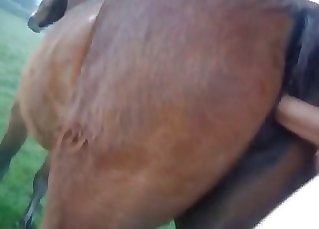 Close-up gape for a sexy brown pony