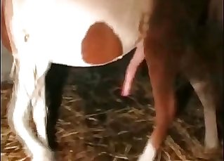 Take a look at how big this pony's dick is