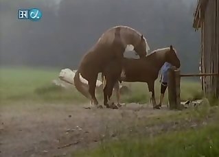 Covert camera filming some intense horse screwing action
