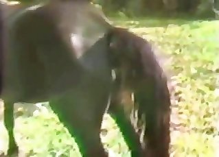 Amazing stallion is having an intense bestiality screwing