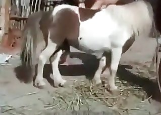 Teen girl is masturbating a diminutive horse cock