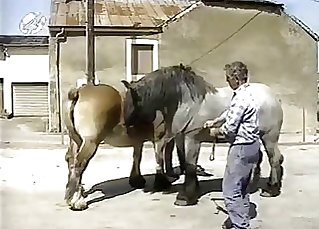 Muscled horses have astounding from the rear