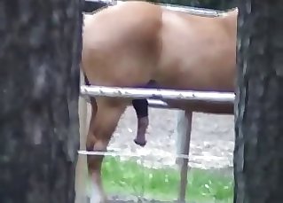 Horse showing off its massive pecker