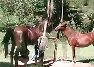 Horses liking hard-core sex in the open