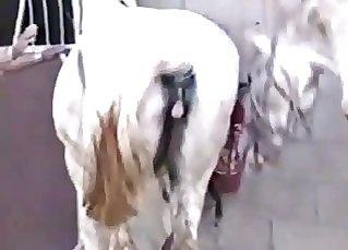 Two white horses have unbelievable sex