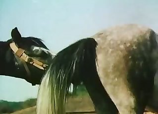 Pair of handsome horses are having a hot sex sesh