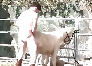 Stallion gets its ass finger-tickled