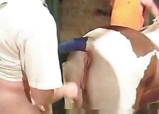 Sweet horse crack rigid boned by a big cock