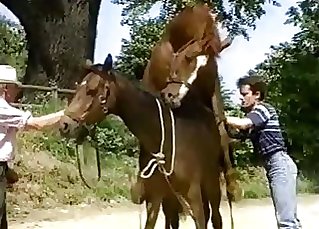 Old dude witnessing two horses fuck hard