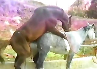 Close-up horse bang-out video, impressive