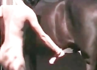 Brown horse is getting stimulated by hands