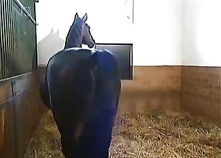 Horses being utterly sexy on cam