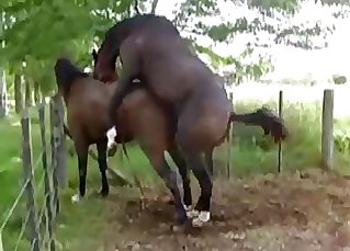 Two steaming chocolate-colored horses have awesome sex