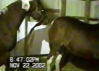 Two spotted horses have incredible fucky-fucky