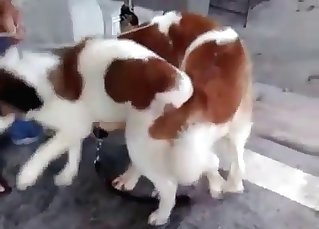 Two dogs decide to get it on on cam