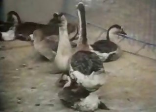Sensuous ducks are enjoying intensive bestiality XXX