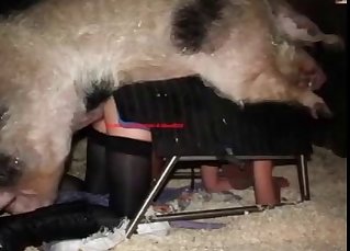 Bondage-style sex with a mind-blowing pig
