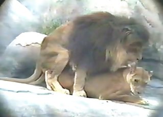 The lion and his girlfriend have sex on the cam