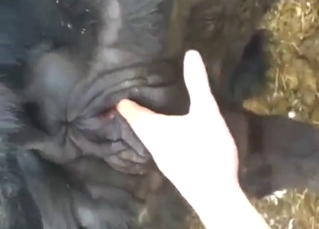 Stunning cow cunt is going connected with get fisted first