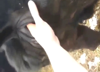 Stunning cow cunt is going connected with get fisted first