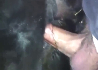 Anal fuck for a stallion that loves anus pleasure