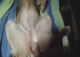 Brown Highland dress sporran is going all over get fucked by a dude