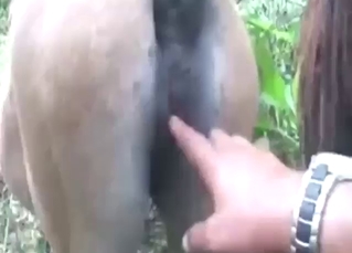 Zoophile porn with a Brazilian horse and its pussy