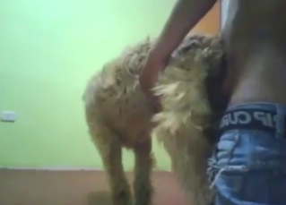 Dog having a hefty cock shoved up its hole