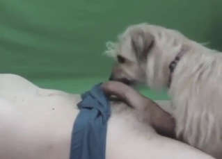 Dog is going to lick that nice learn of with edacity