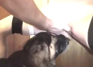 Skinny older gal in a lovemaking swing lets dog rendered helpless