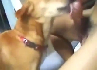Tangible bestiality sex with a brown dog sucking