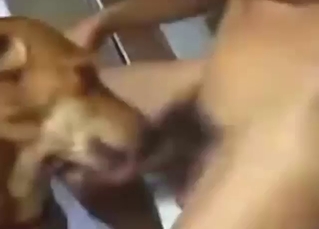 Tangible bestiality sex with a brown dog sucking