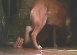 Hot and simmering zoophile wants to fuck a brown dog