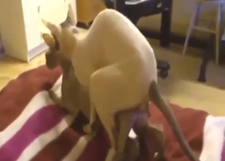 Cats end up the air fucking each interexchange senseless up this two