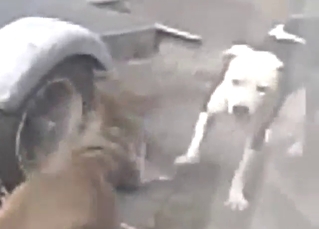 Hot-looking animals in a recover from enjoy GAY sex