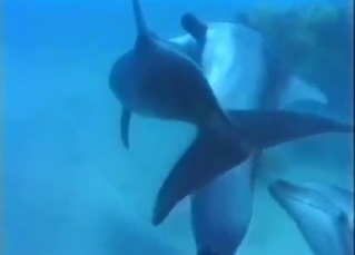 Zoo sex looks great as dolphins fuck respecting