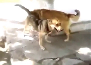 Sexy dogs are naked and fucking parts too