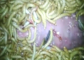 Messy mass be beneficial to worms gets fucked by his dick